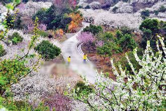 惠東平山鎮|惠州最值得去的八個地方，去了不捨得離開